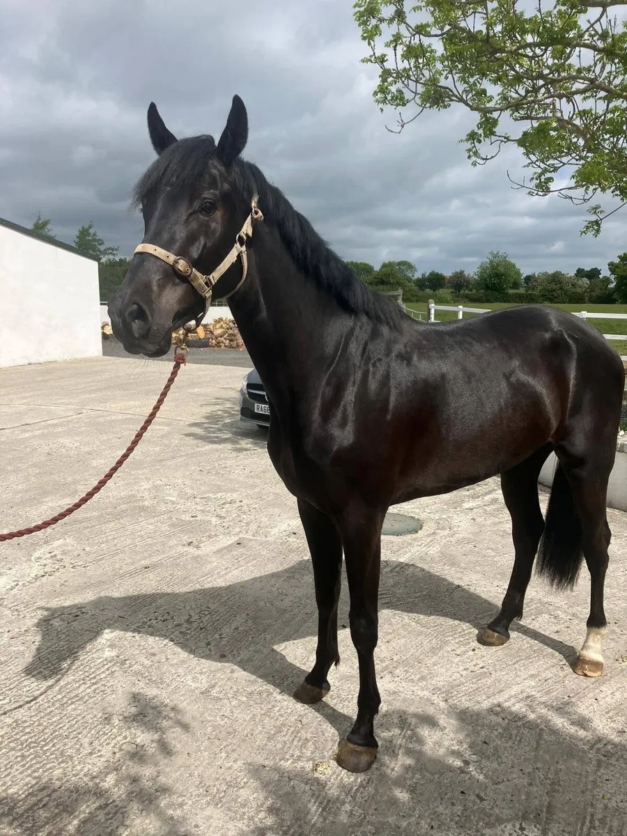 3 Year old Gelding - Image 3