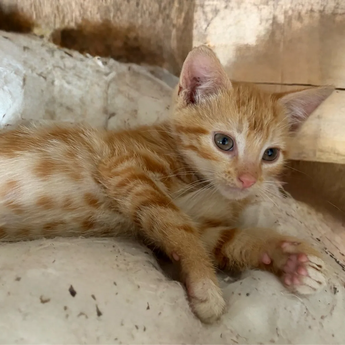Kittens stunning colours male female ginger rare - Image 2