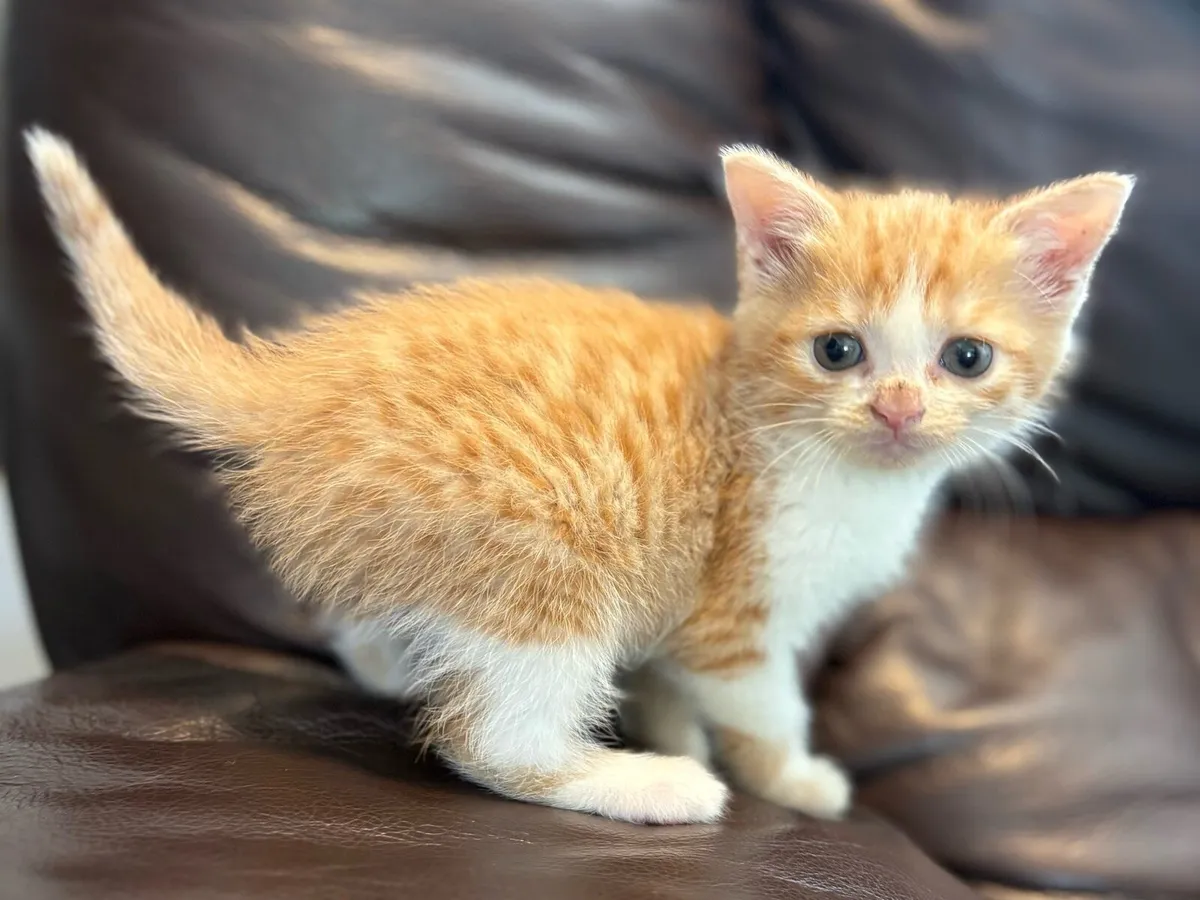 Kittens stunning colours male female ginger rare - Image 3