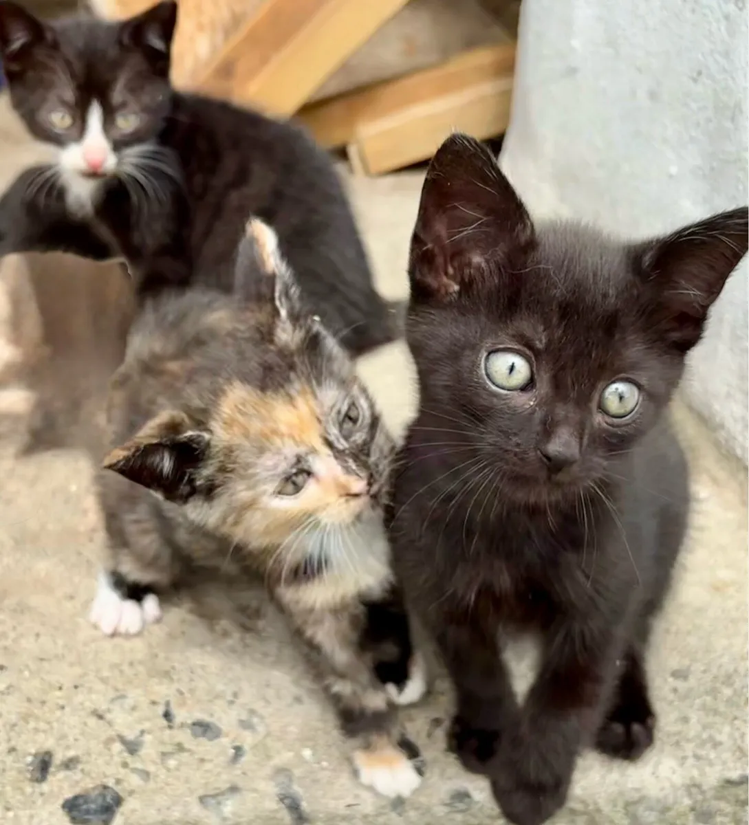 Kittens stunning colours male female ginger rare - Image 4