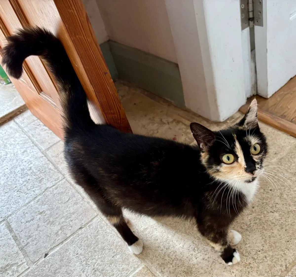 Kitten male - Image 2