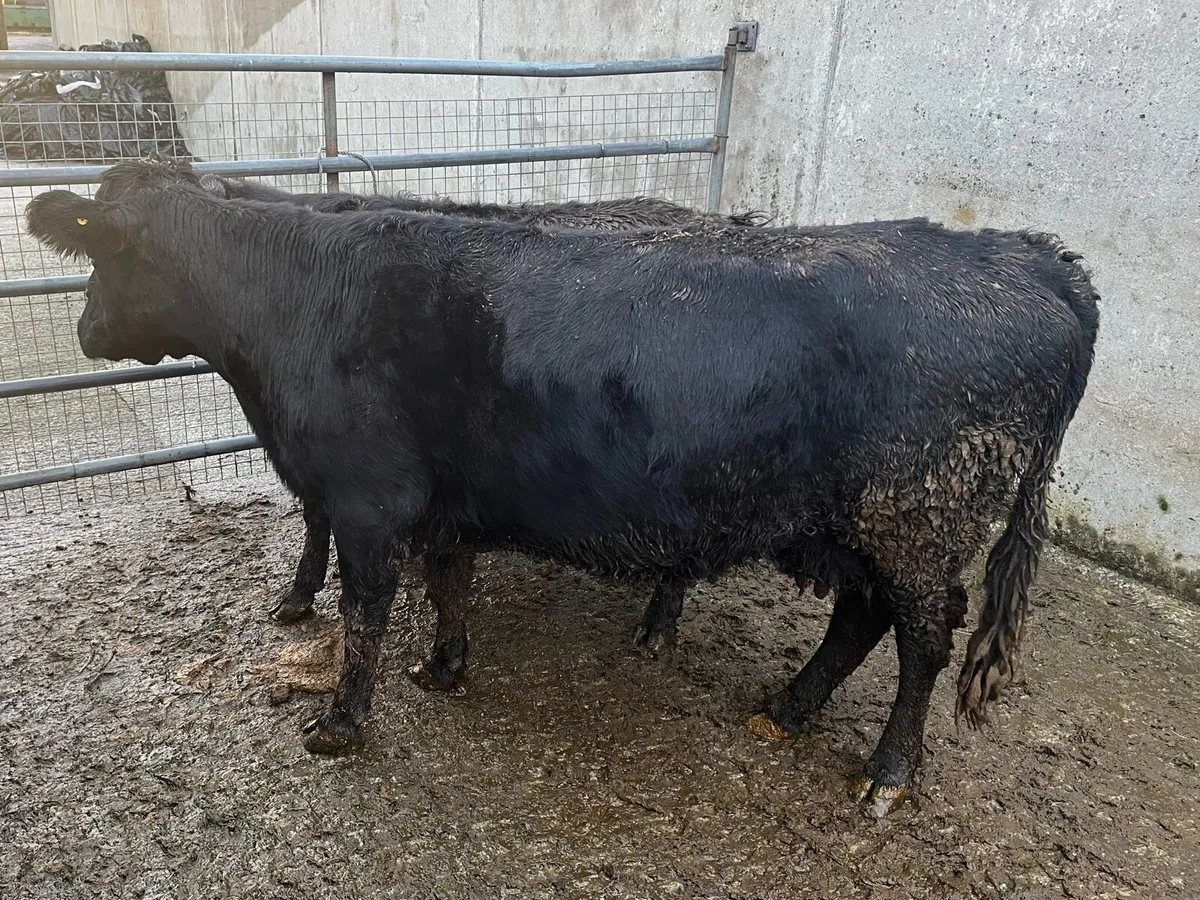 Dexter cow (PBR) + calf - Image 2