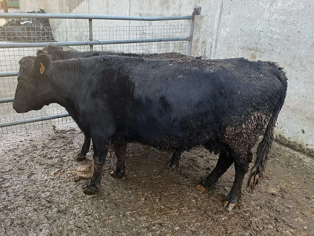Dexter cow (PBR) + calf - Image 3