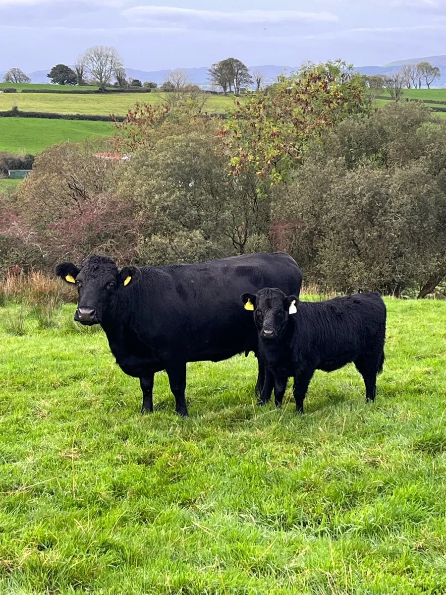 Dexter cow (PBR) + calf - Image 1