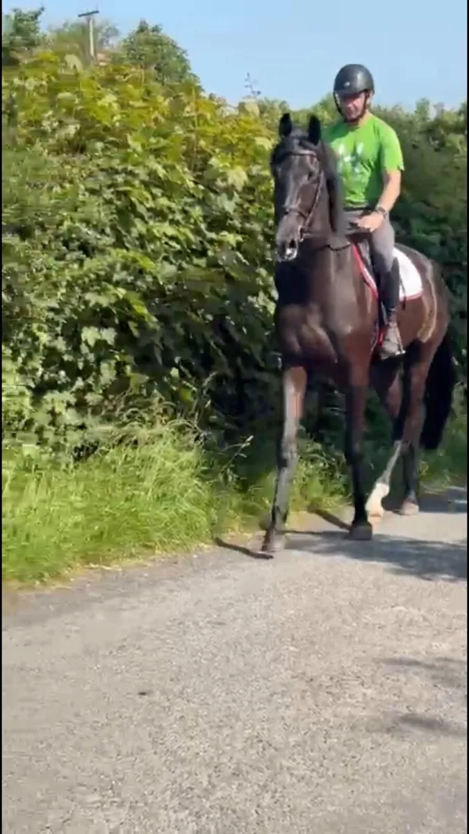3 Year old Gelding - Image 4