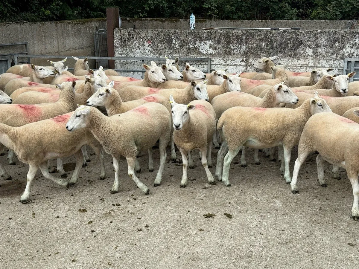Pedigree Lleyn hogget ewes full organic - Image 2