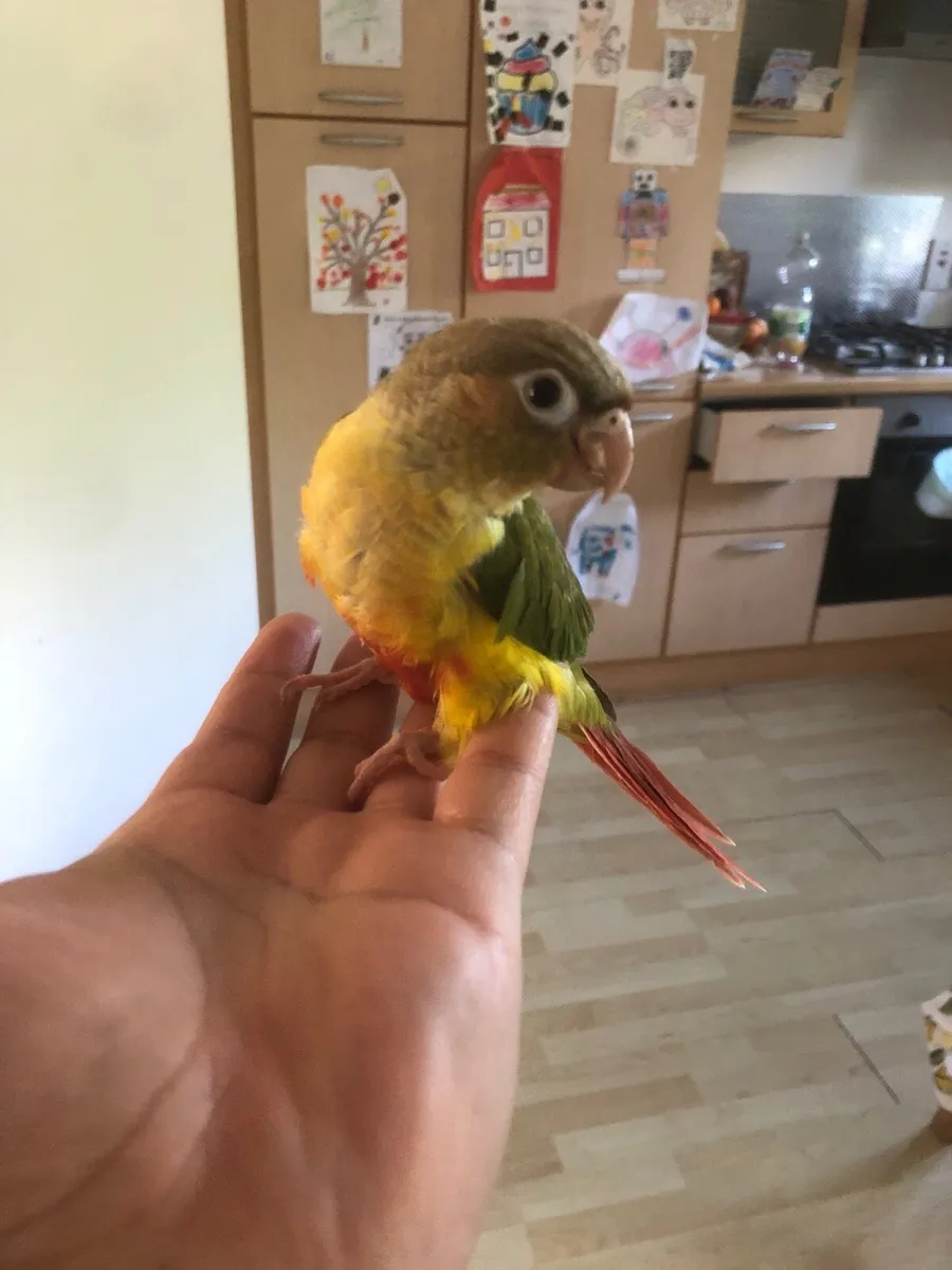 Conure - Image 1