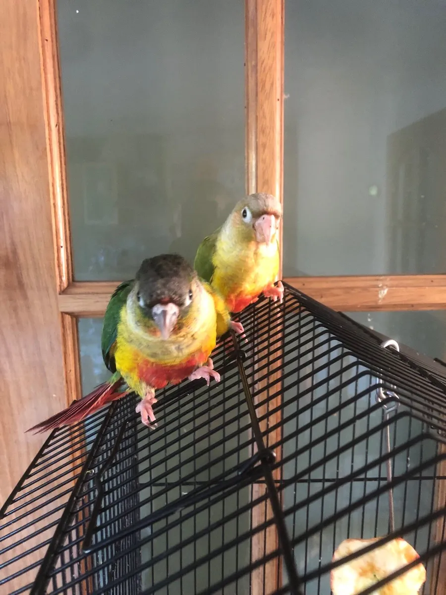 Conure - Image 2