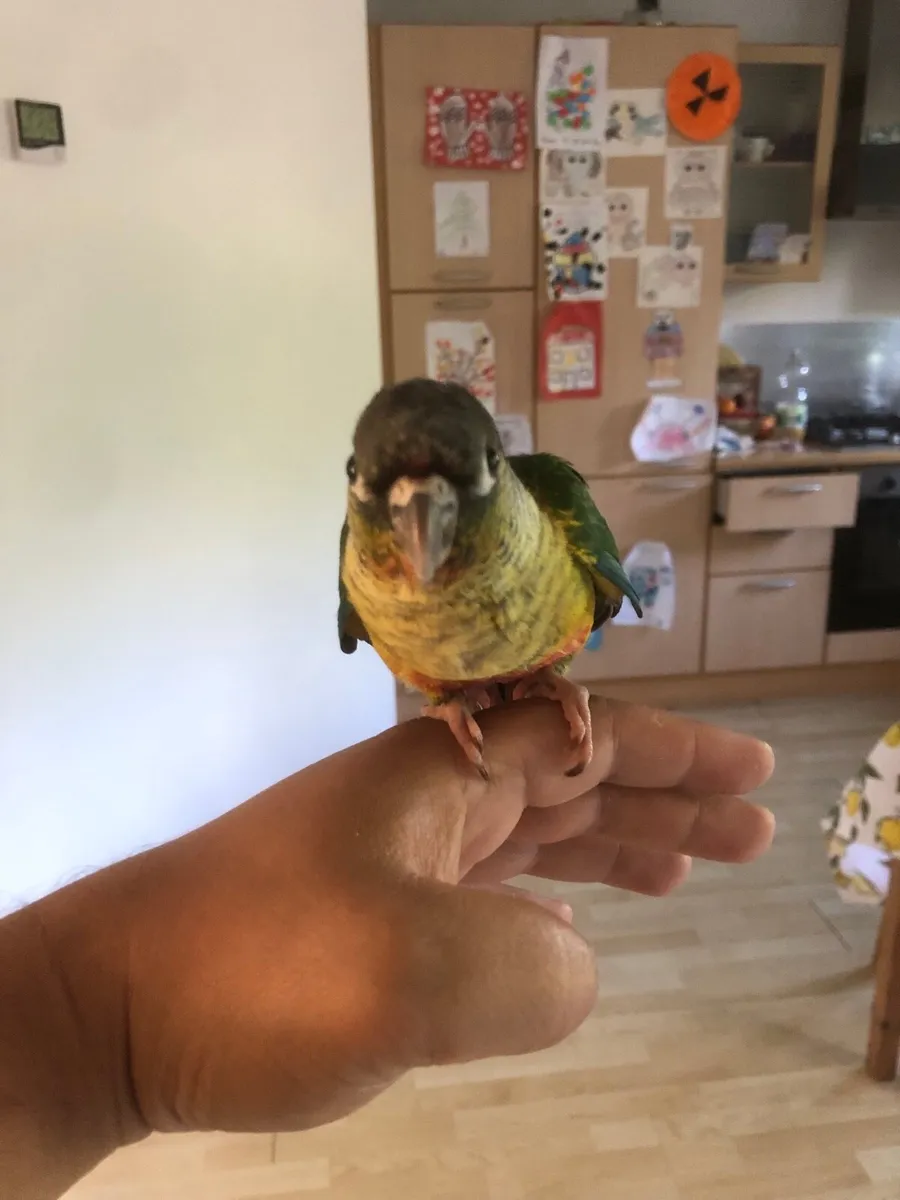 Conure - Image 3