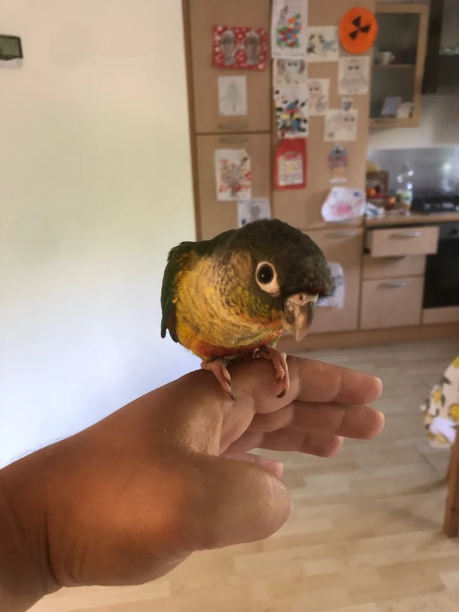 Conure - Image 4