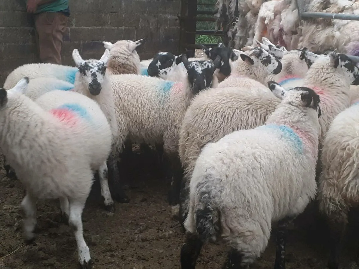 18 Cross breed ewe lambs - Image 2