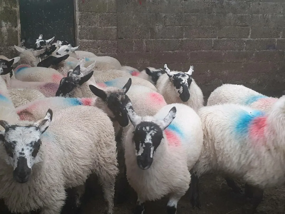 18 Cross breed ewe lambs - Image 3