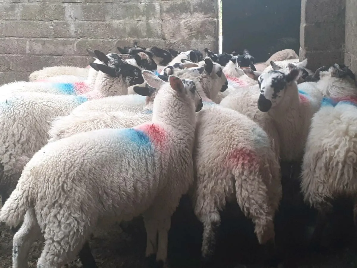 18 Cross breed ewe lambs - Image 4