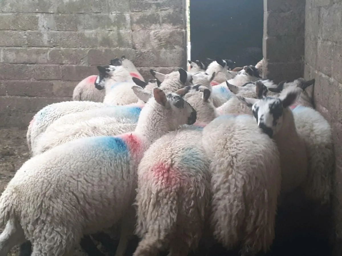 18 Cross breed ewe lambs - Image 1