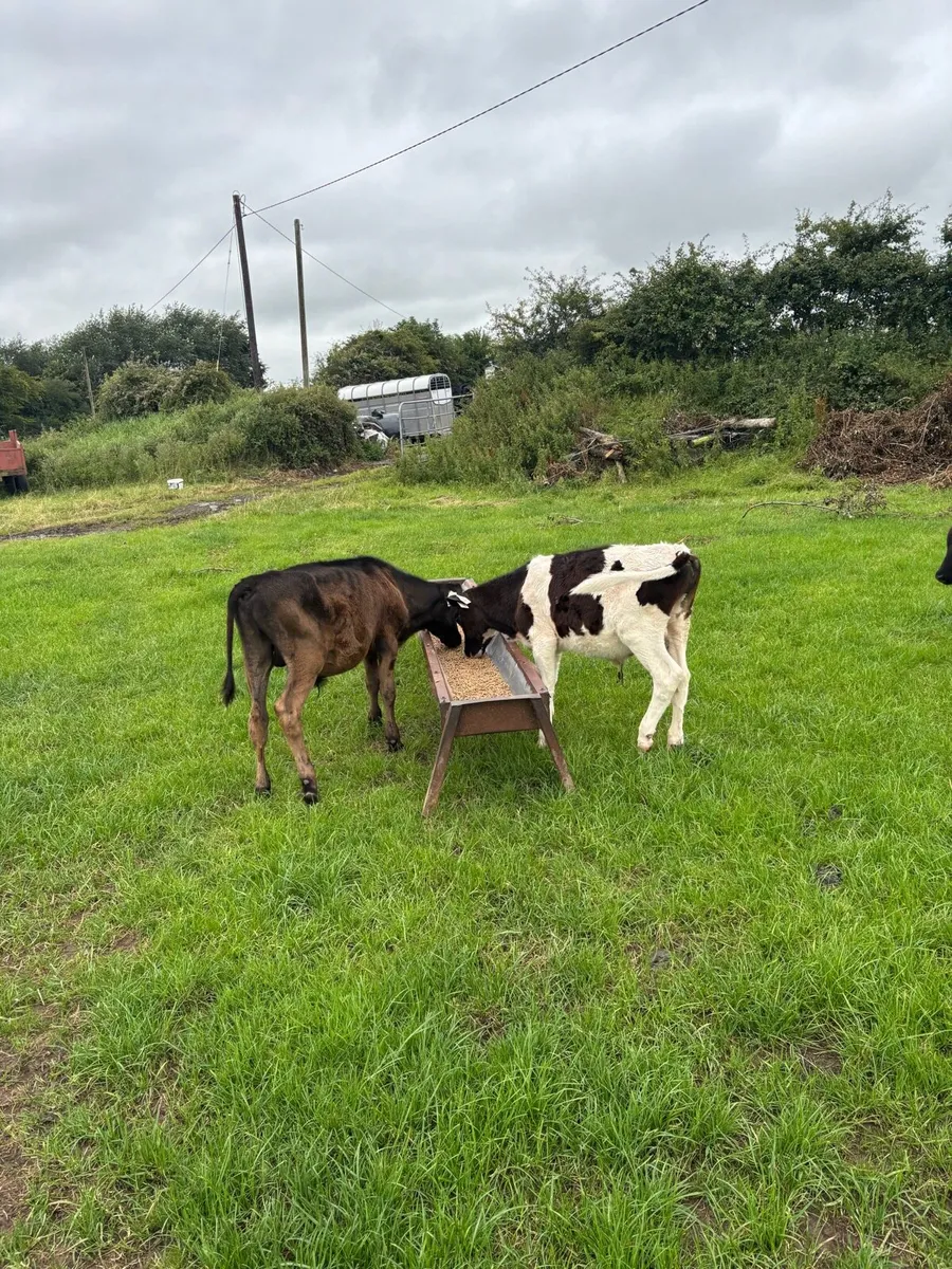 7 reared calves - Image 2