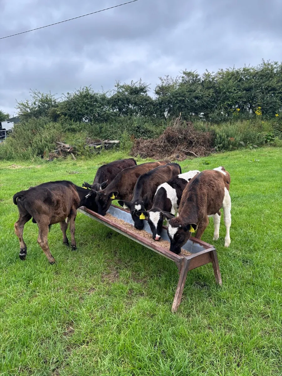 7 reared calves - Image 1
