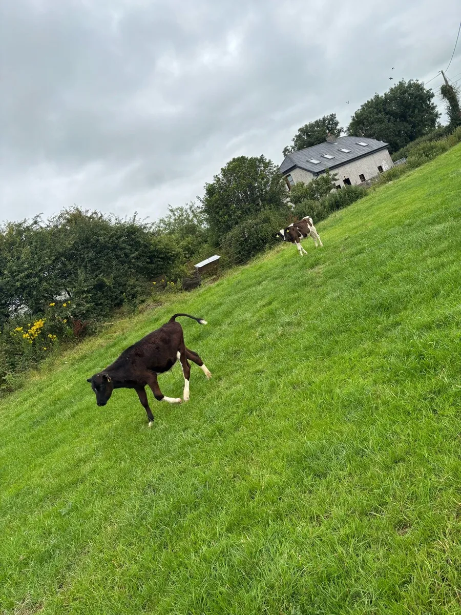 7 reared calves - Image 3