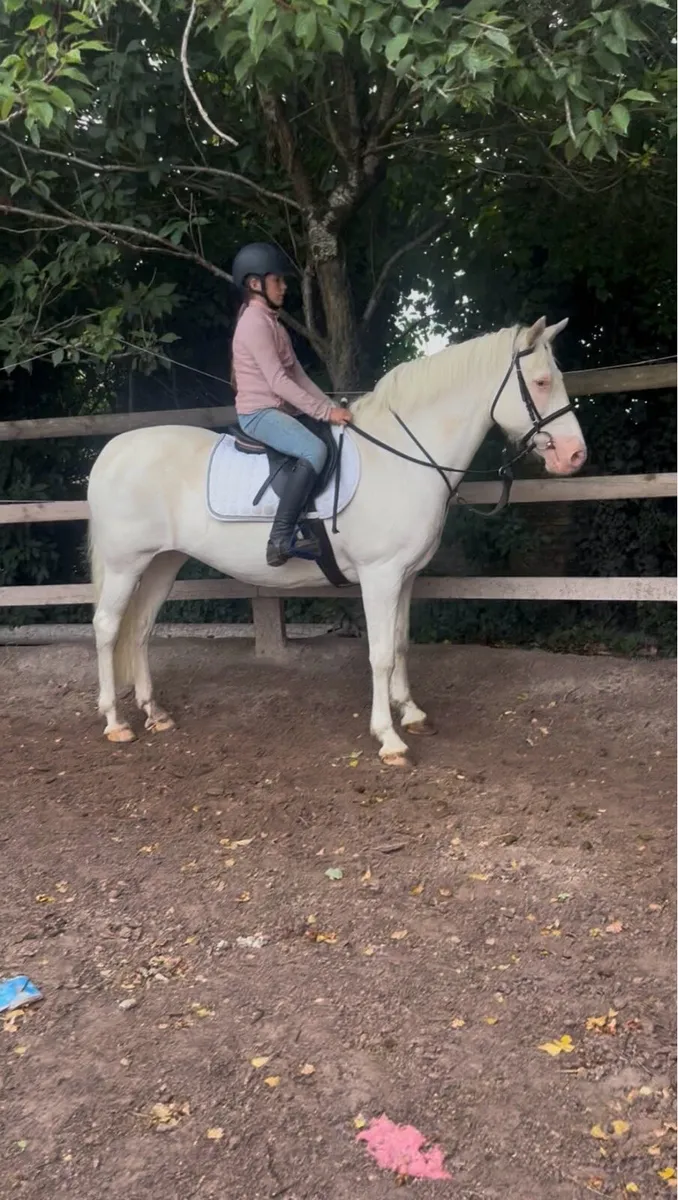 💫Dolly super alrounder pony💫 - Image 1