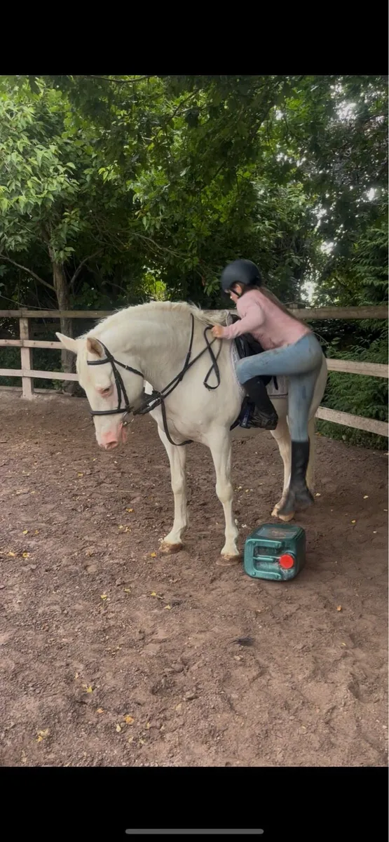 💫Dolly super alrounder pony💫 - Image 2