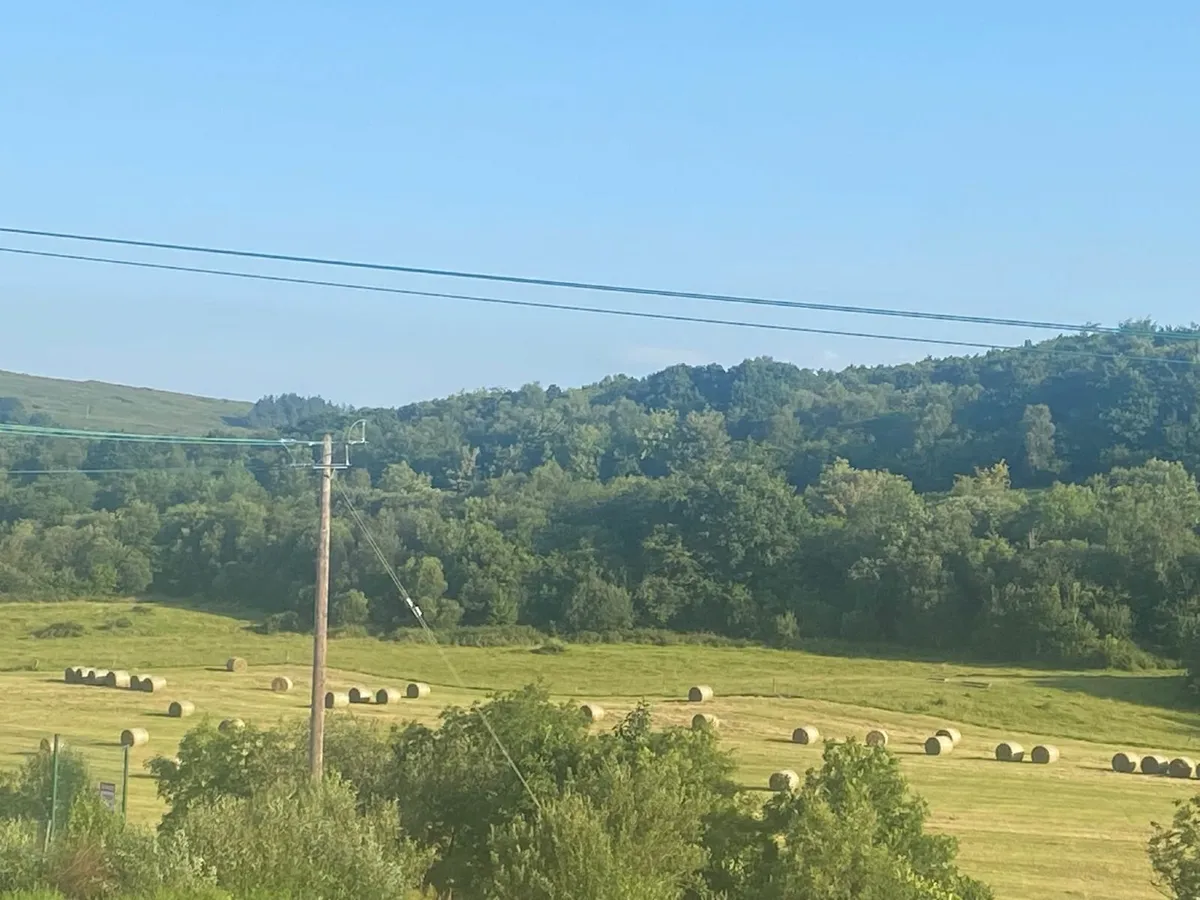 Round bales of hay - Image 1