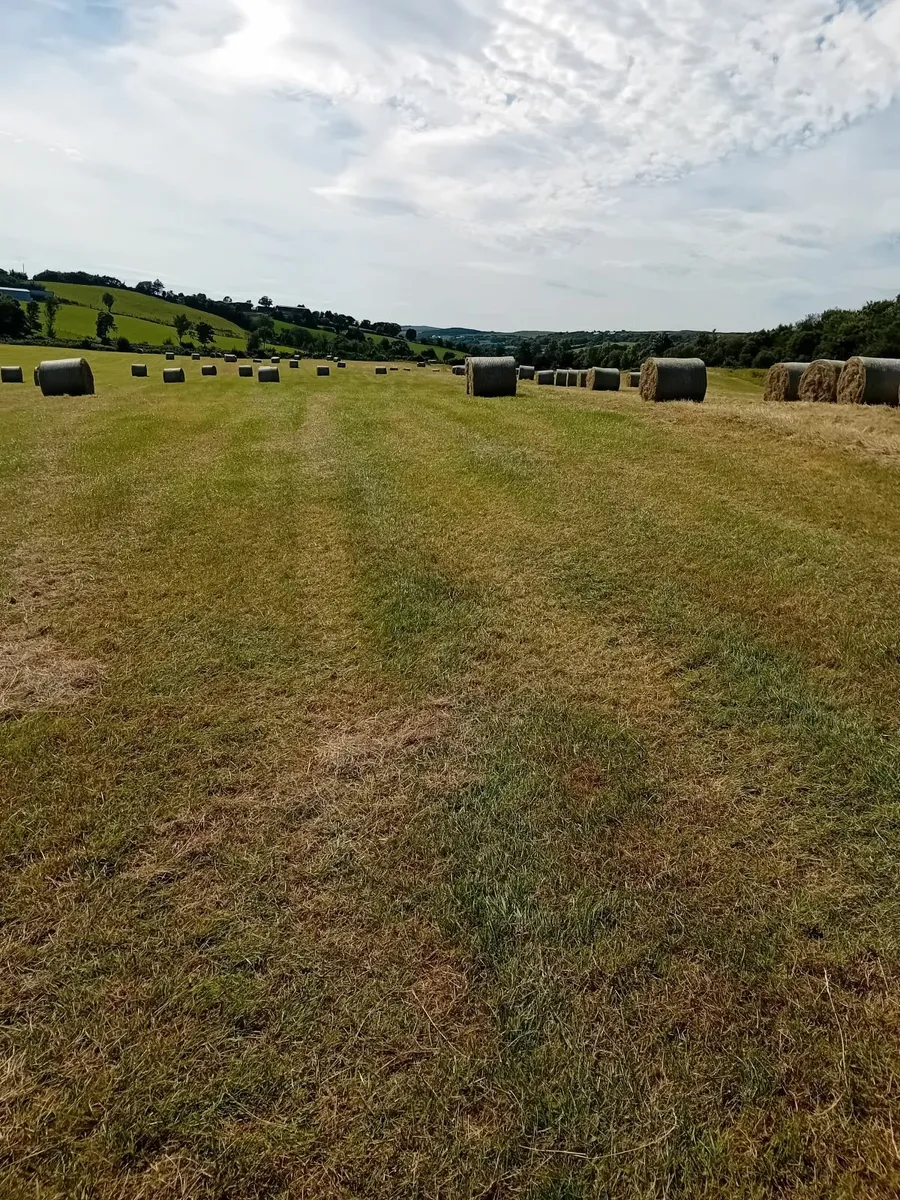 Round bales of hay - Image 2