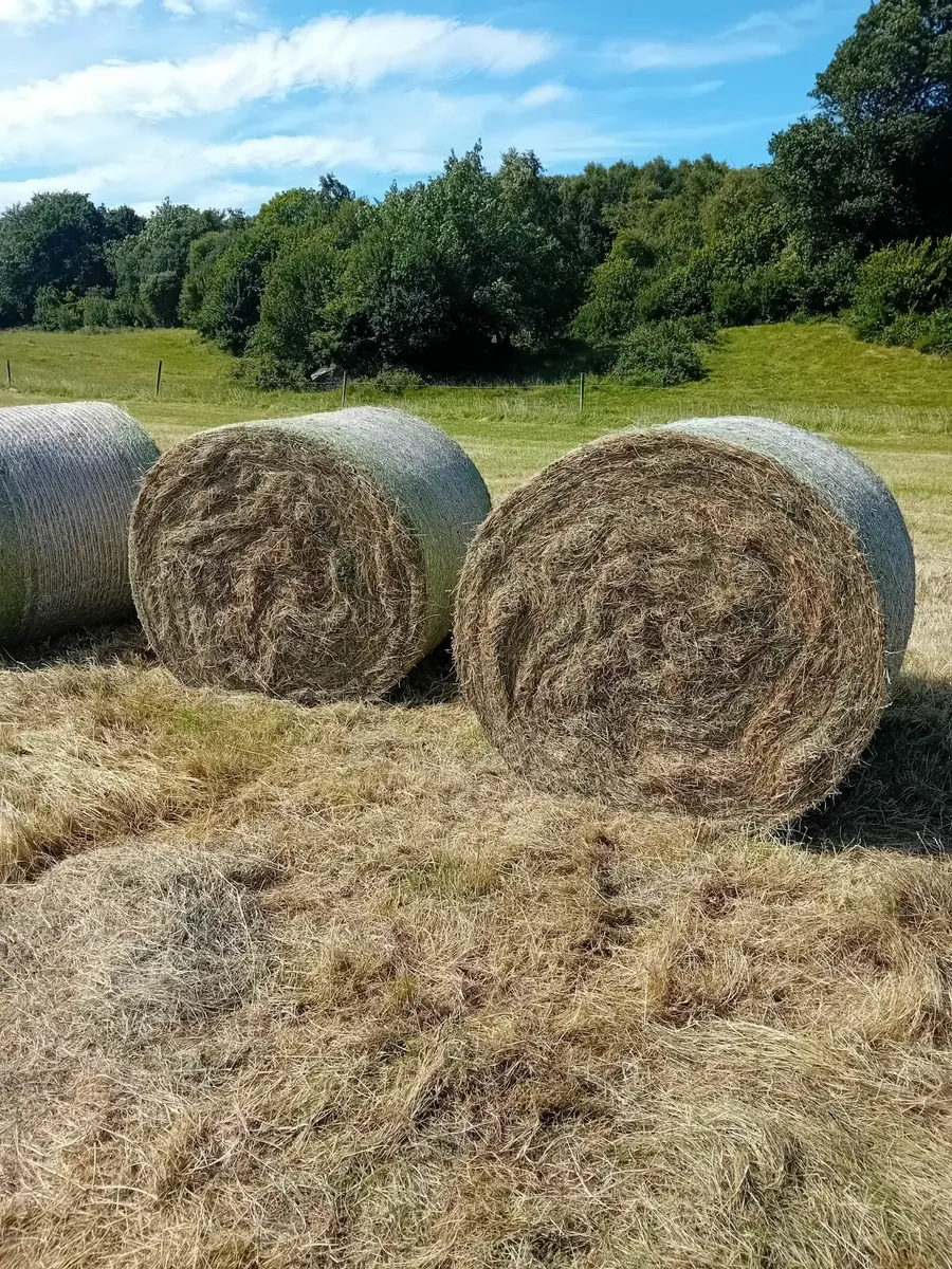 Round bales of hay - Image 3