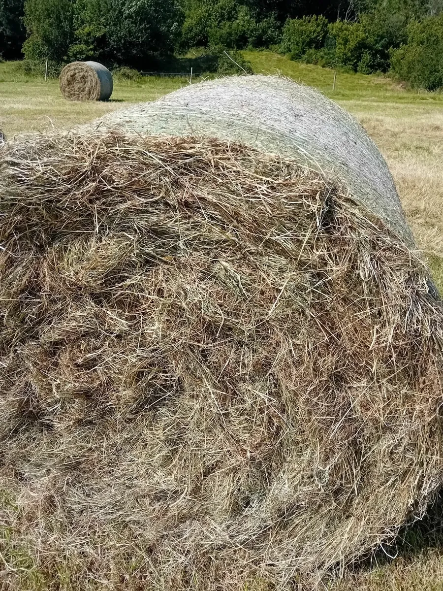Round bales of hay - Image 4