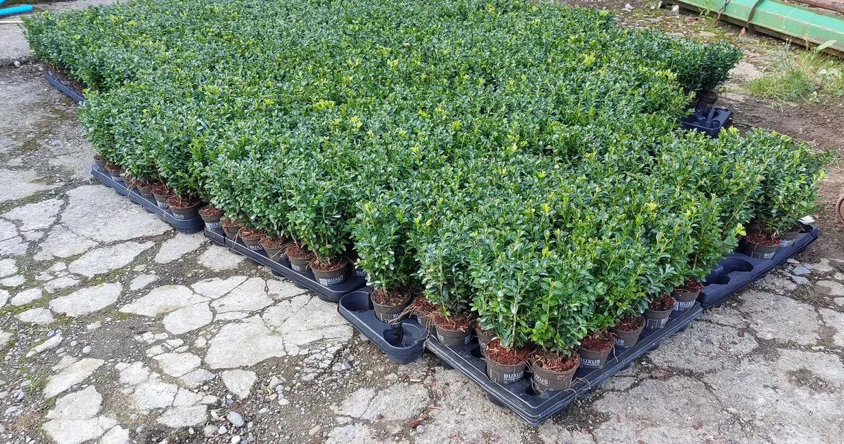 Box Hedging - Image 4