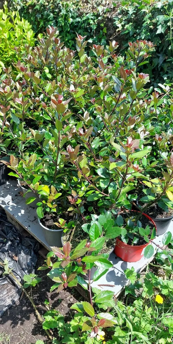 Holly Hedging - Image 2