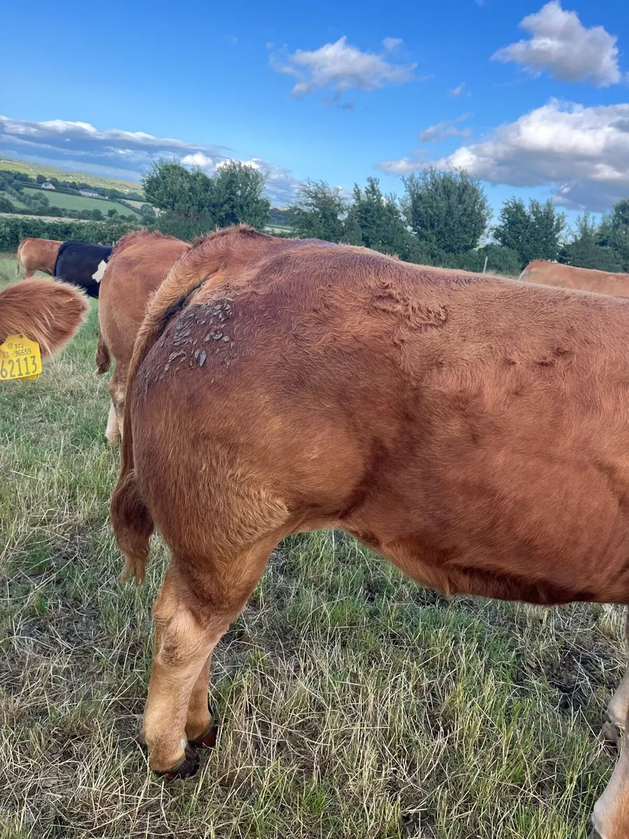Cattle - Image 2