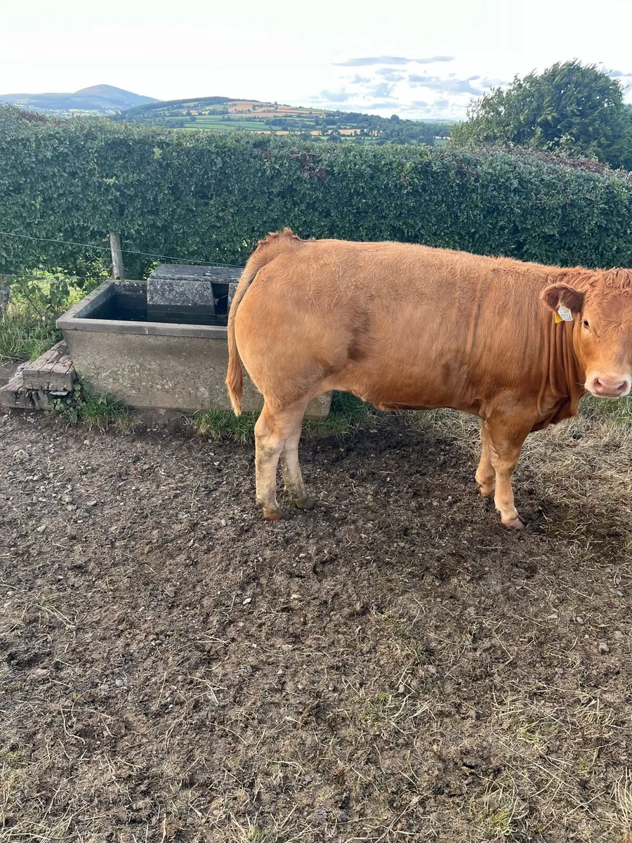 Cattle - Image 3