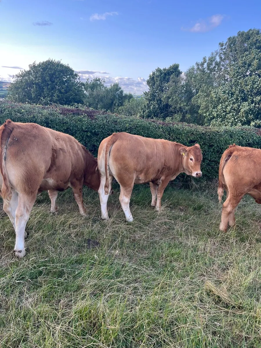 Cattle - Image 4