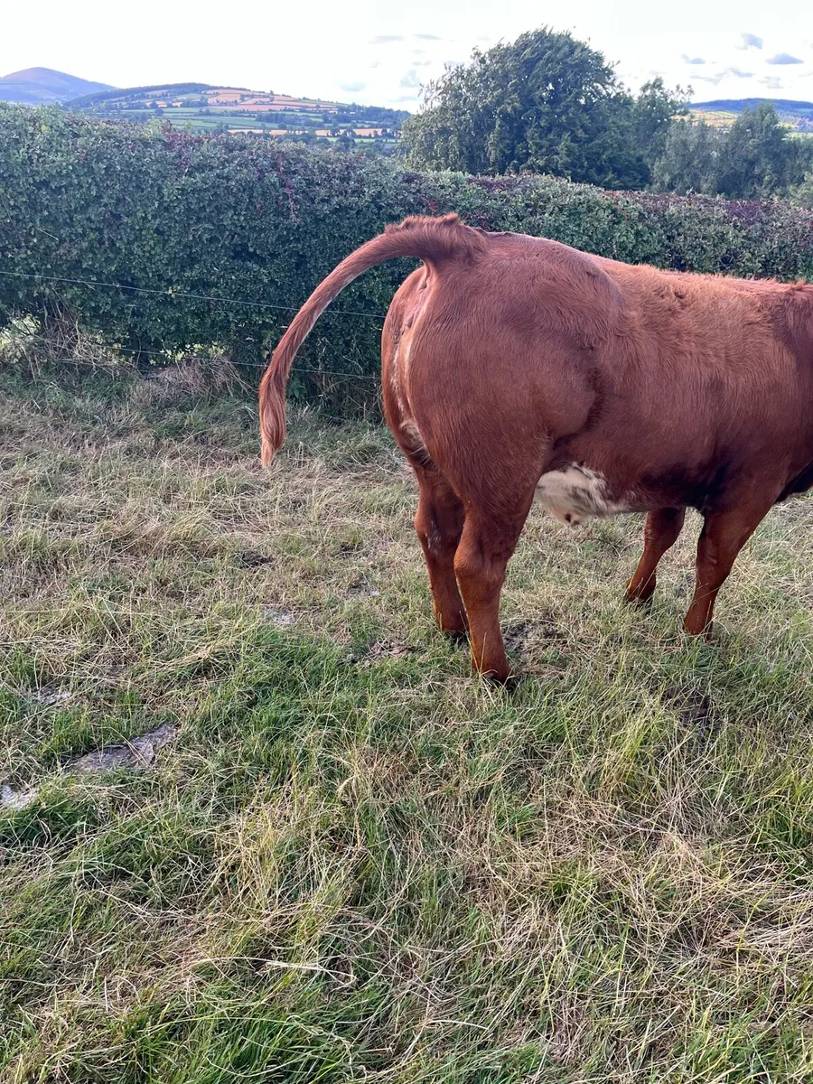 Cattle - Image 1