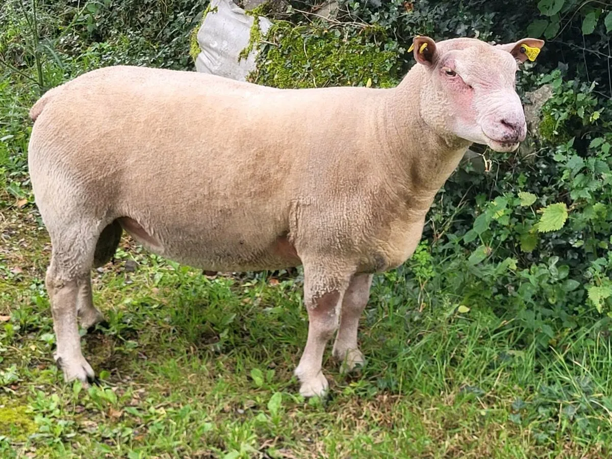 Charollais ram - Image 1