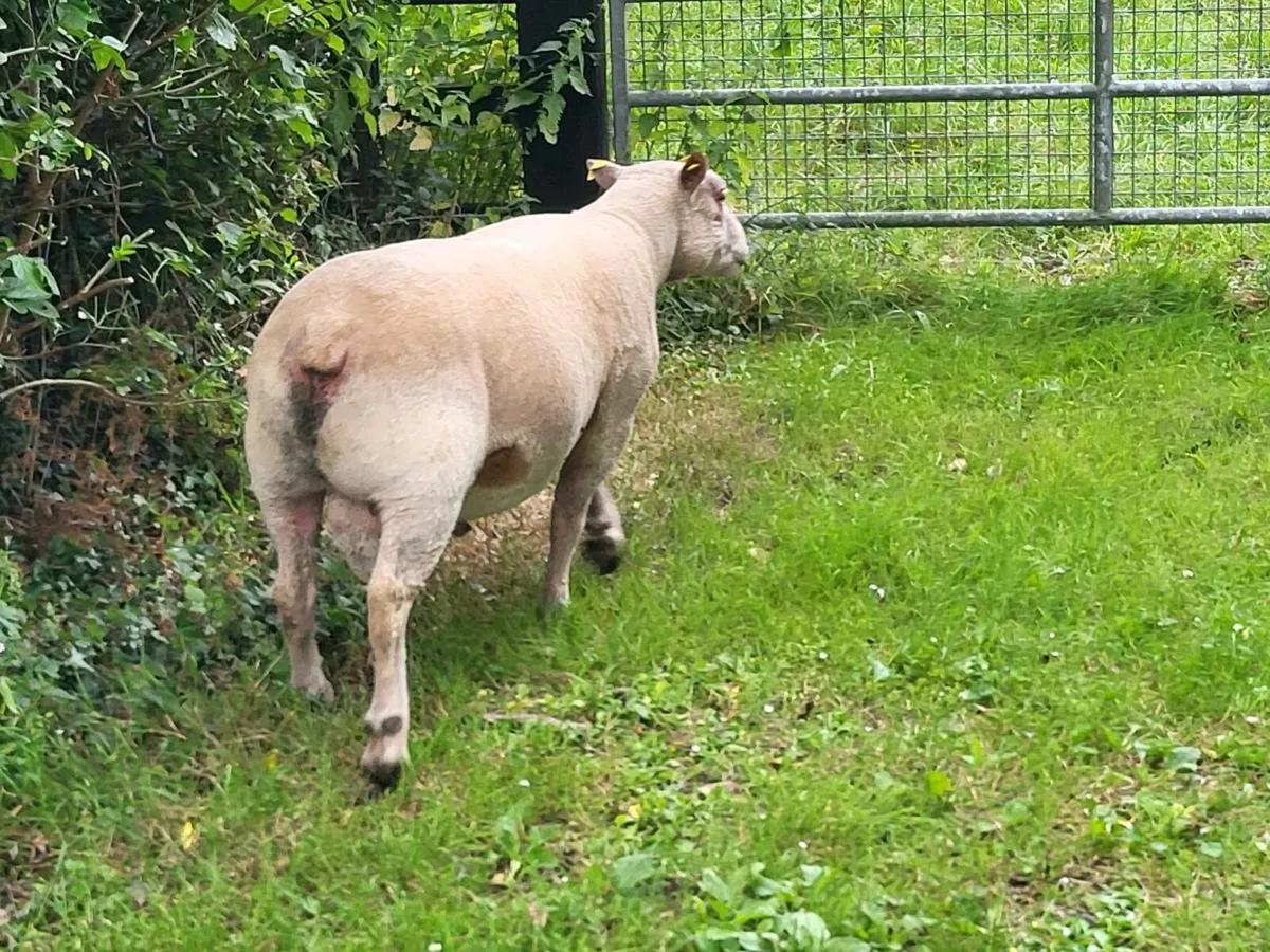 Charollais ram - Image 2