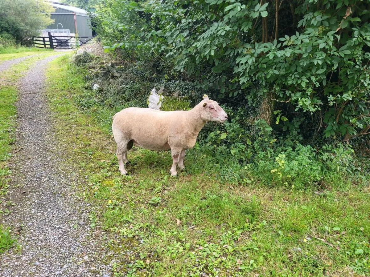 Charollais ram - Image 3