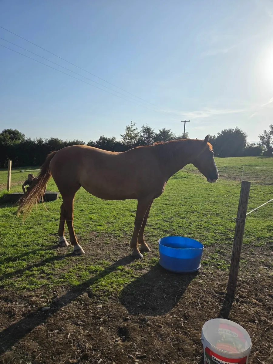 Traditional Irish Sport Horse - Image 3