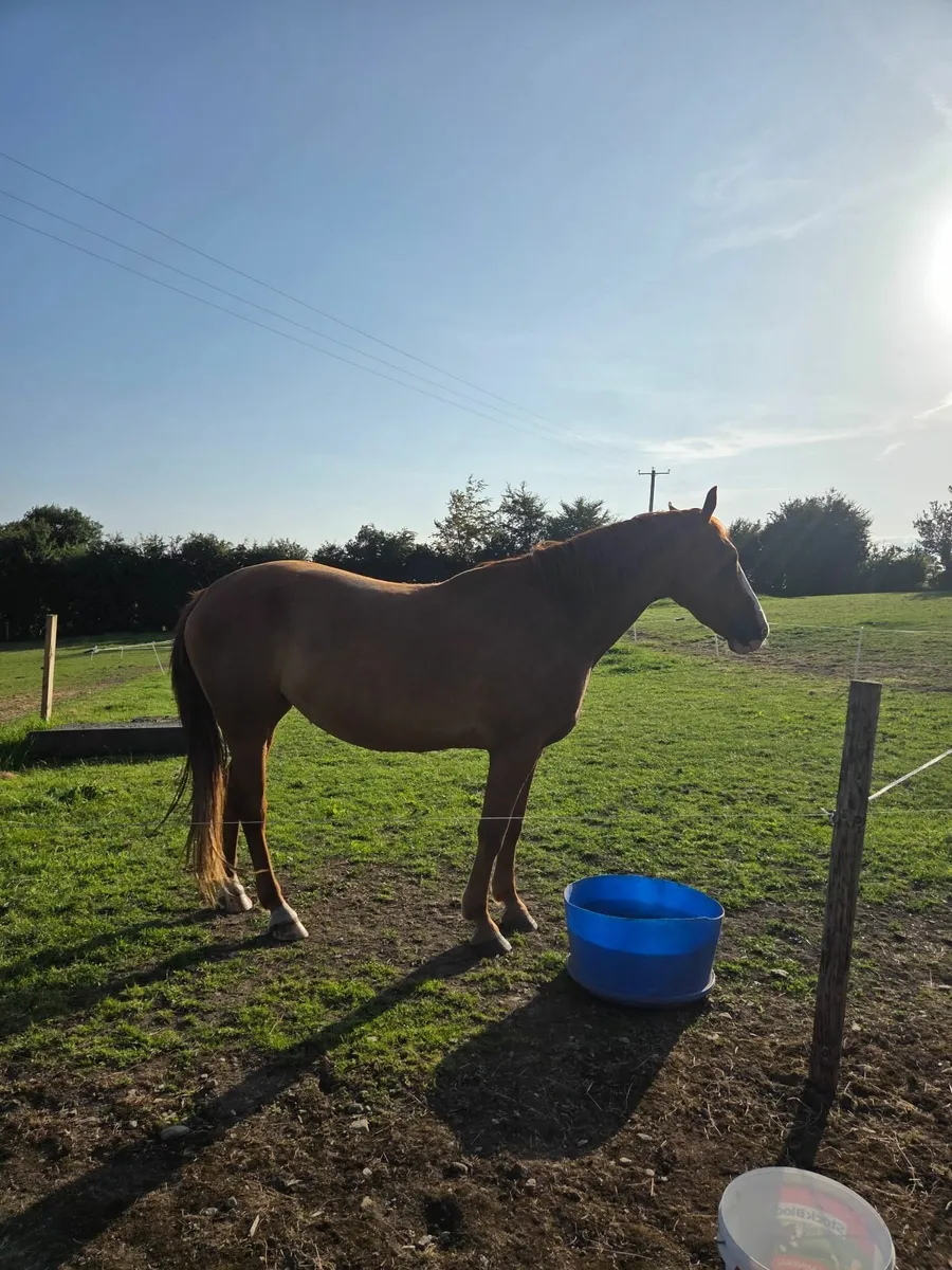 Traditional Irish Sport Horse - Image 4