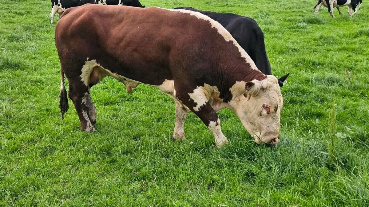 Pedigree Hereford Bull - Image 2