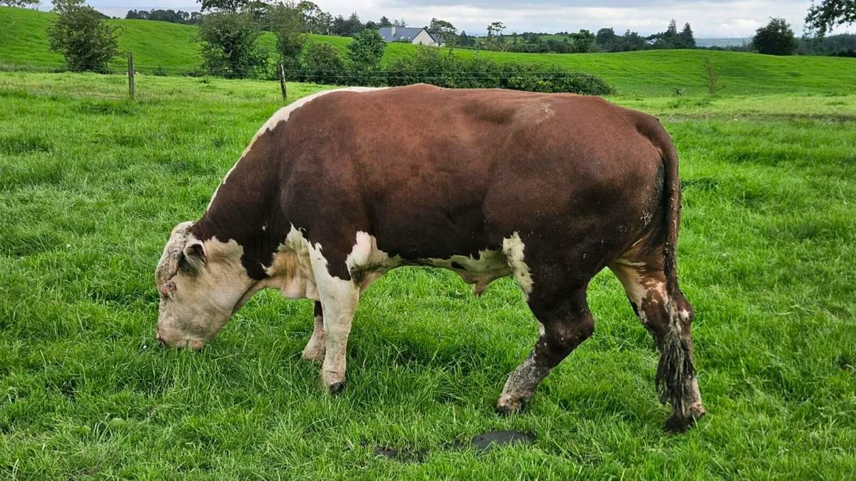 Pedigree Hereford Bull - Image 1