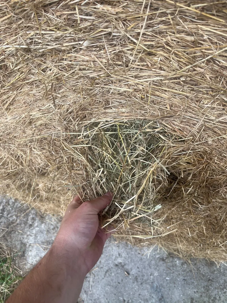 Hay for sale - Image 2