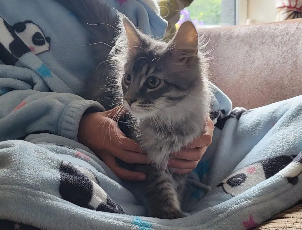 Maine Coon Kitten - Image 1