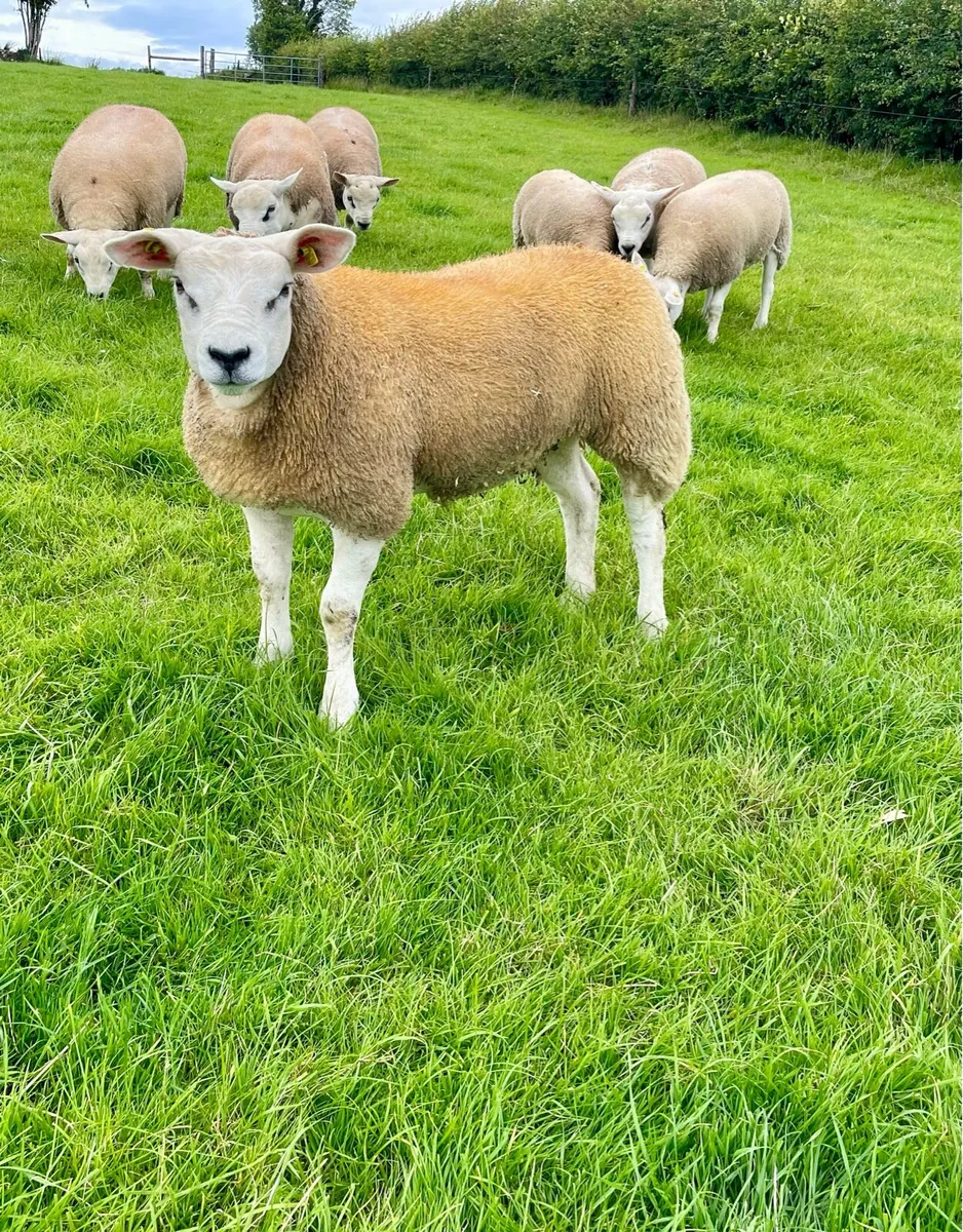 ⭐️ Pedigree registered Texel ewe lambs ⭐️ - Image 1