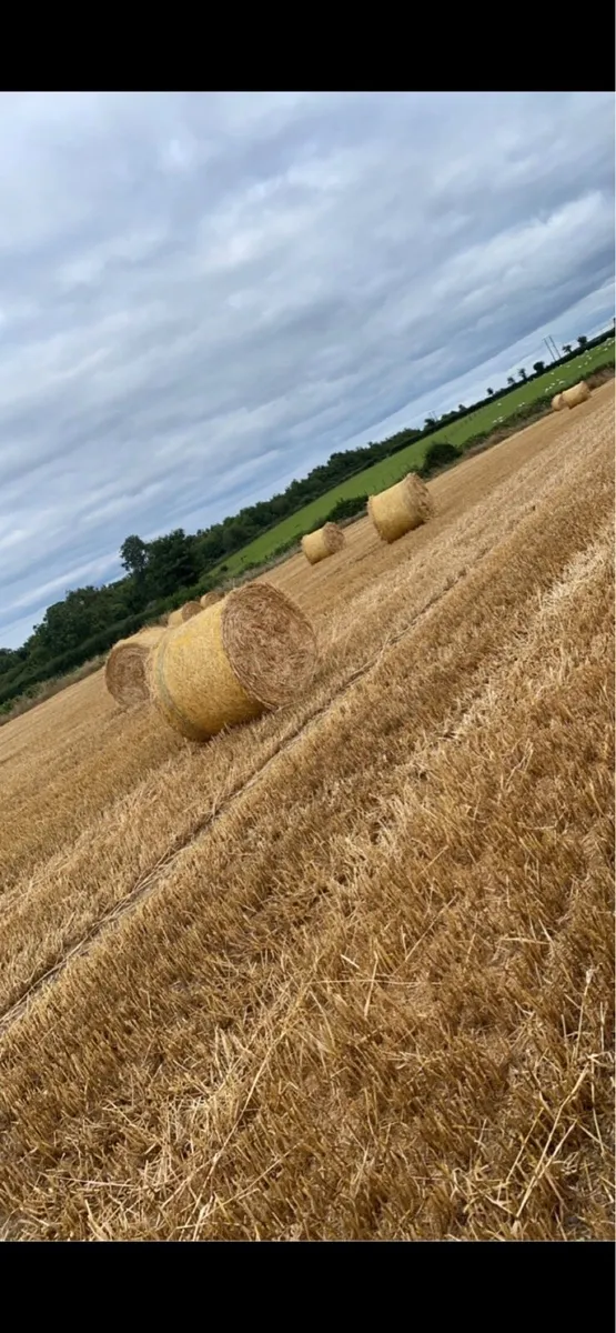 Barley straw - Image 2
