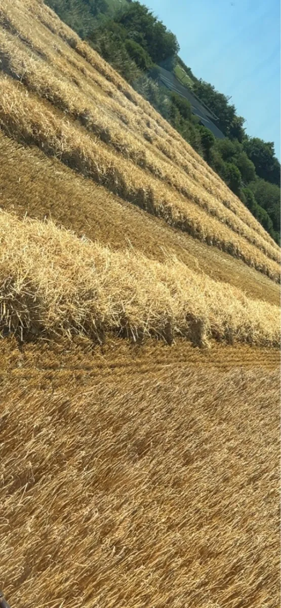 Barley straw - Image 3