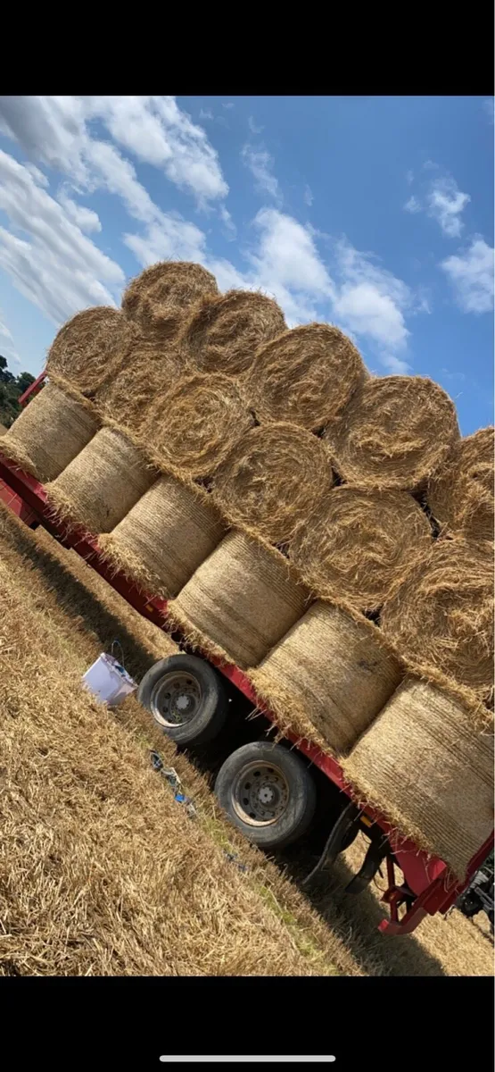 Barley straw - Image 4
