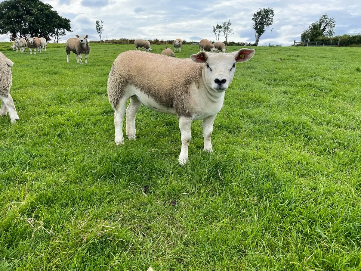 ⭐️ Pedigree registered Texel ewe lambs ⭐️ - Image 2