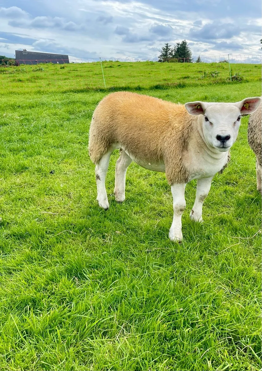 ⭐️ Pedigree registered Texel ewe lambs ⭐️ - Image 3