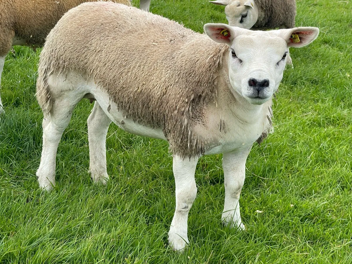 ⭐️ Pedigree registered Texel ewe lambs ⭐️ - Image 4