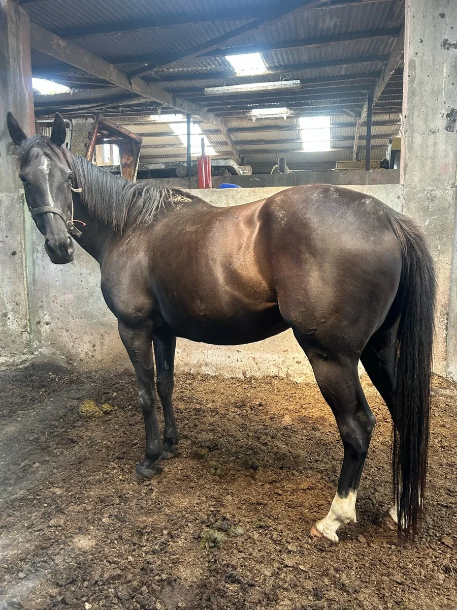 Thoroughbred Broodmare - Image 1